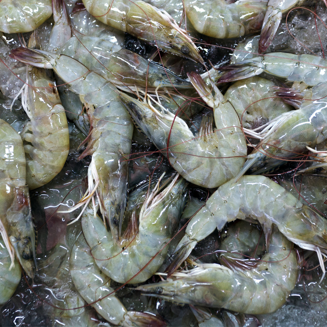 Camarones ecuatorianos enteros