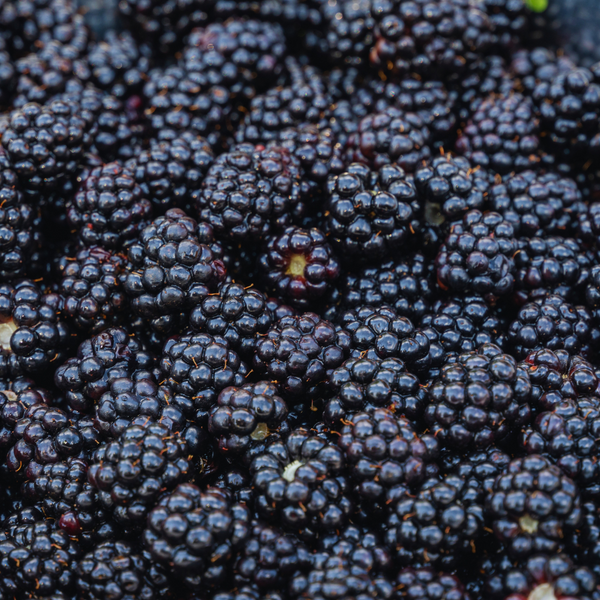 Mora de cultivo en primer plano