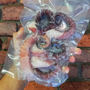 Pulpo Tentáculos Precocidos 250g